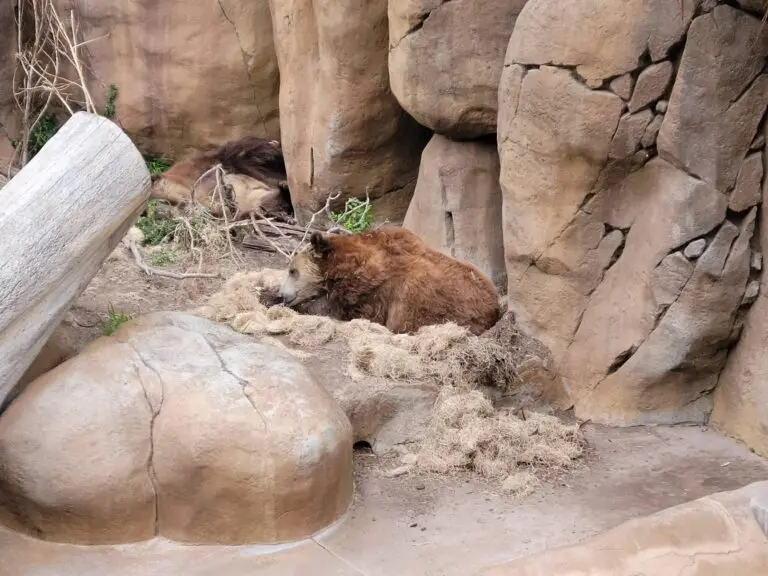 Bear at San Diego Zoo