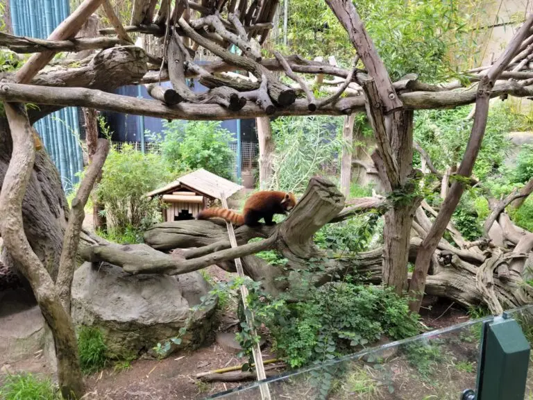 Red panda at San Diego Zoo