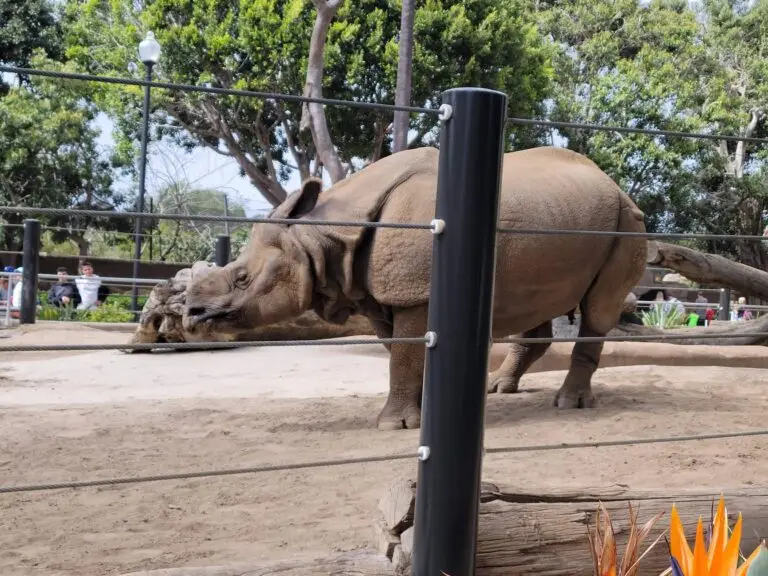 Rhino at San Diego Zoo