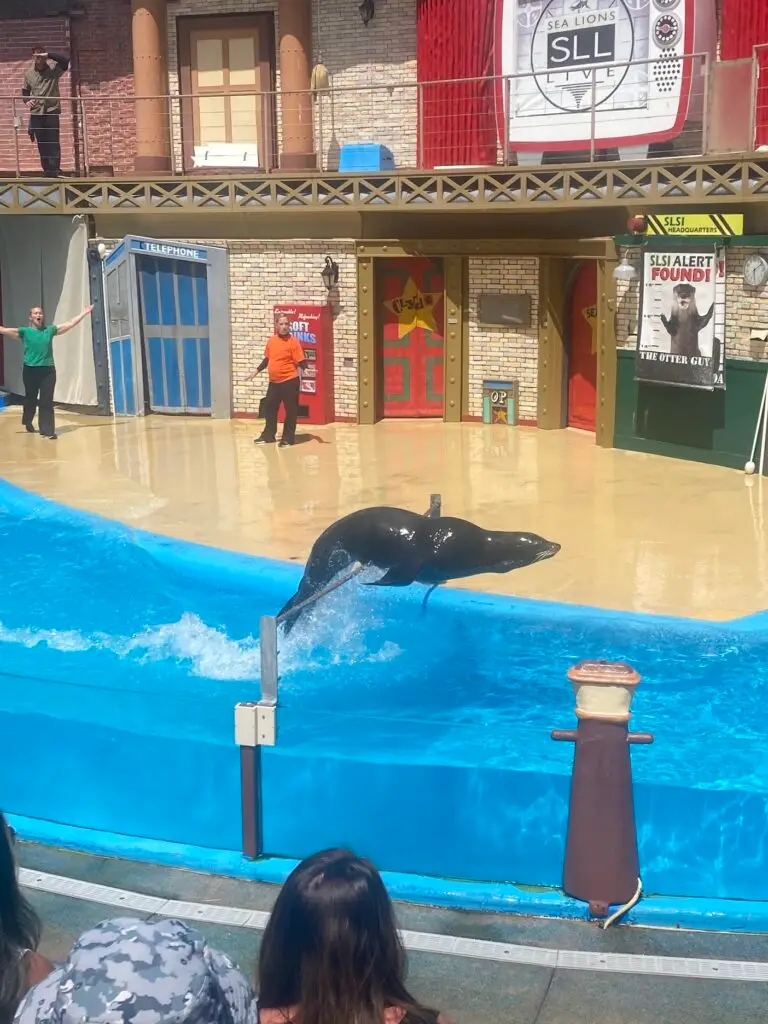 Sea lion show