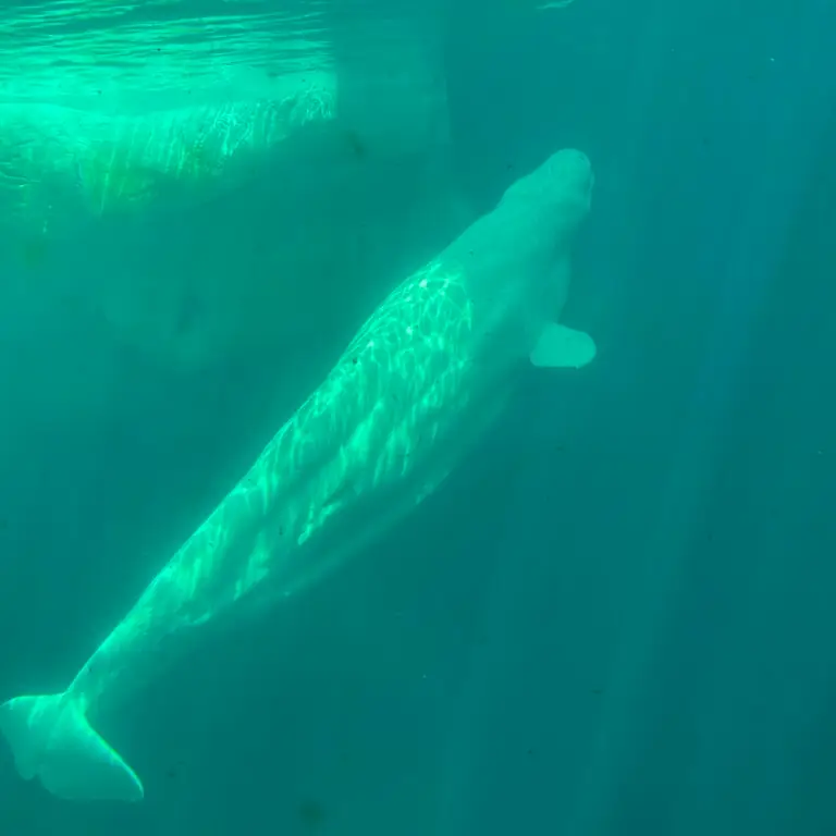 Beluga whales are my favorite!