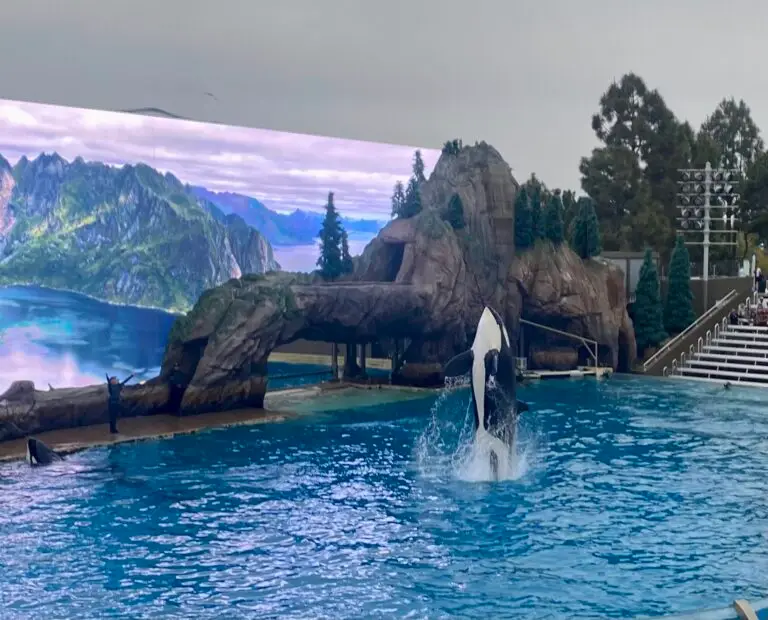 Orca show