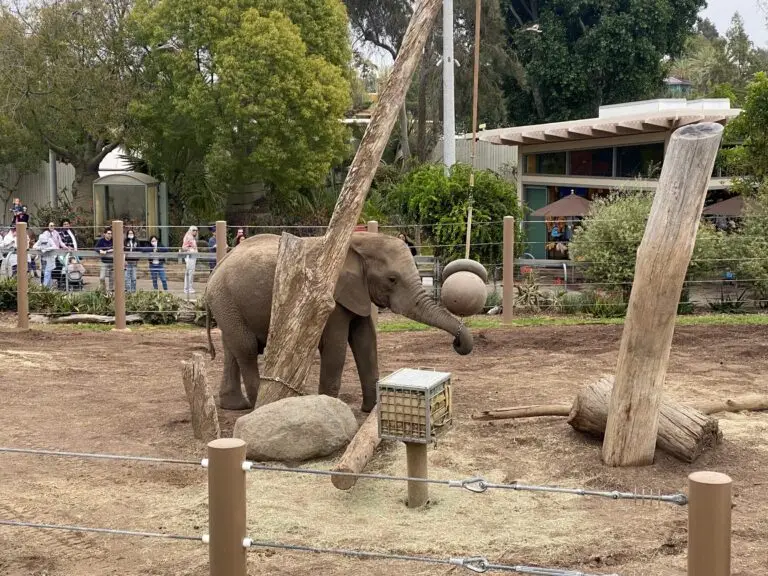 Elephant at San Diego Zoo