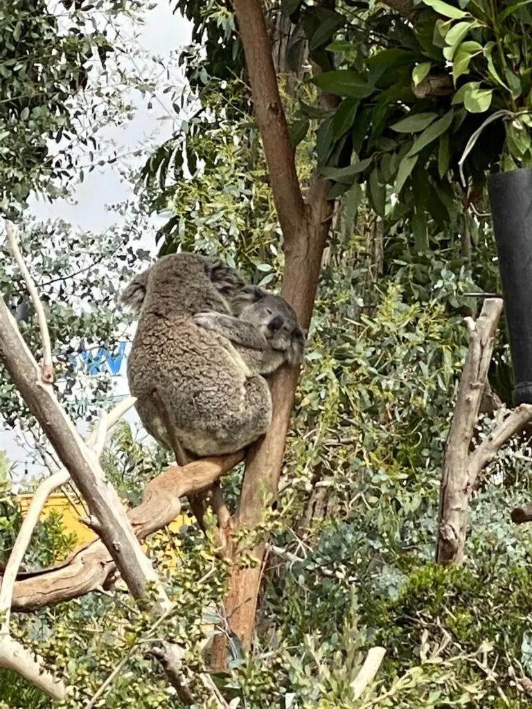Koala