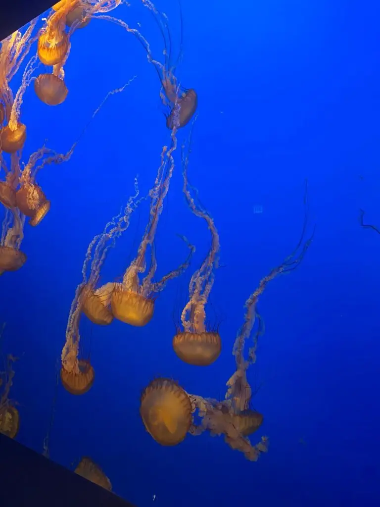 Dancing jellyfish at Monterey Bay Aquarium