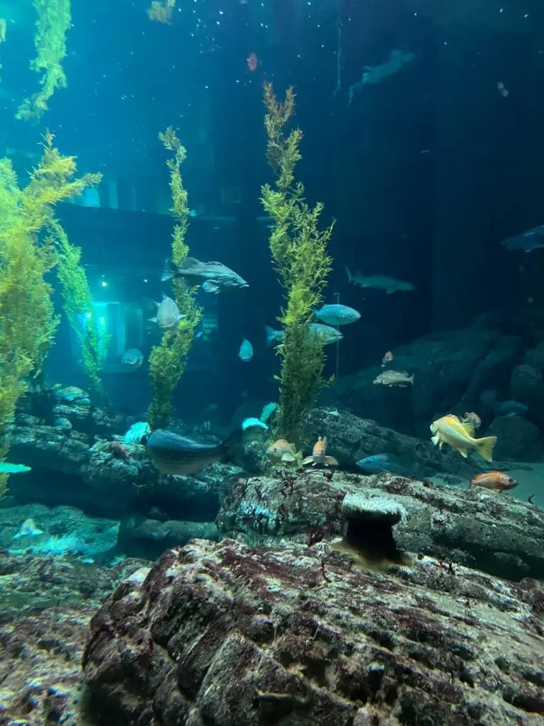 Many great exhibits at the Monterey Bay Aquarium