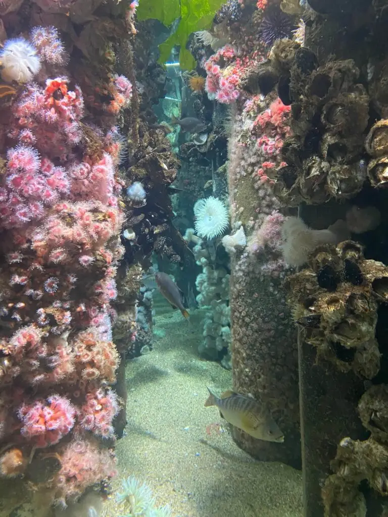 Many great exhibits at the Monterey Bay Aquarium