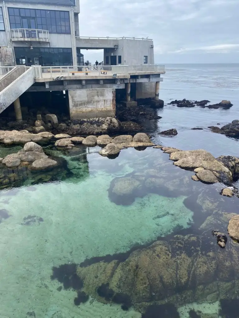 The aquarium overlooks the bay where you can spot wild sea creatures and otters