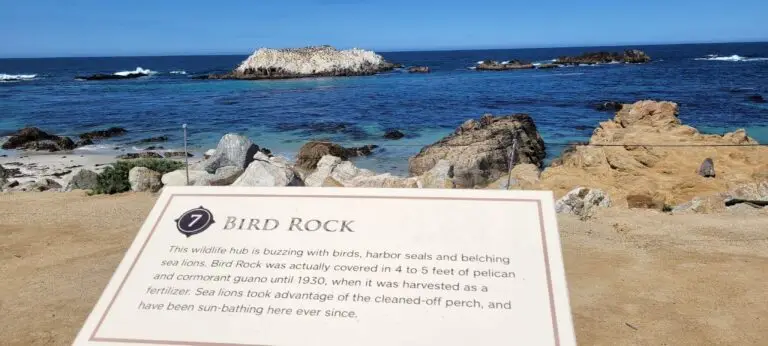 Stop 7 is a rock with a lot of birds on it