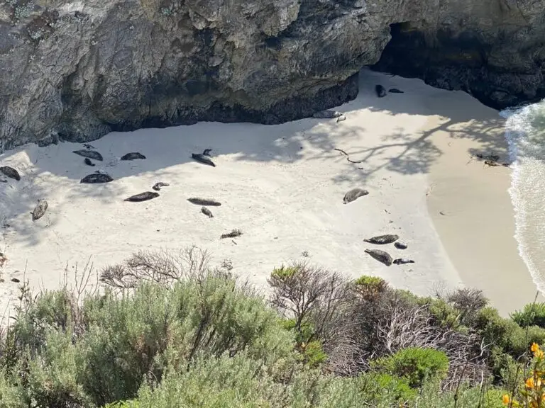 There were many seal mothers and calves in China Cove