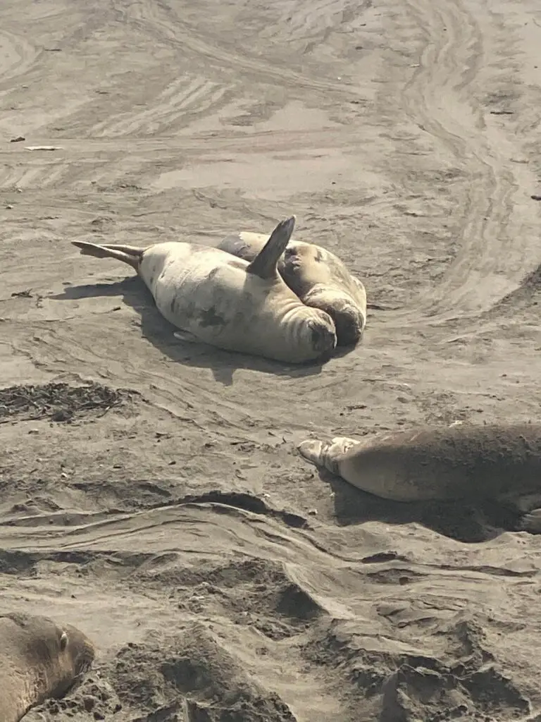 So many adorable seals at Elephant Seal Vista