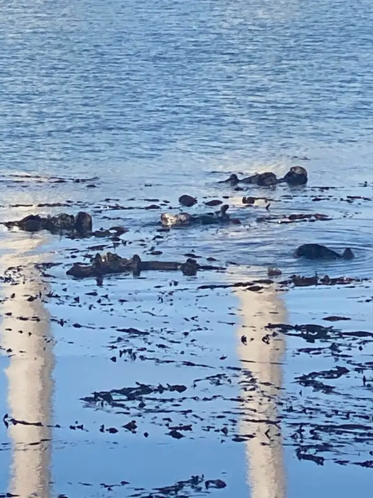 Otters near Morrow Rock