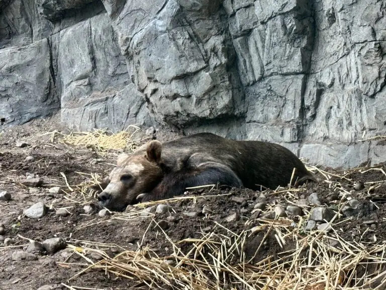 Bears at the Central Park Zoo