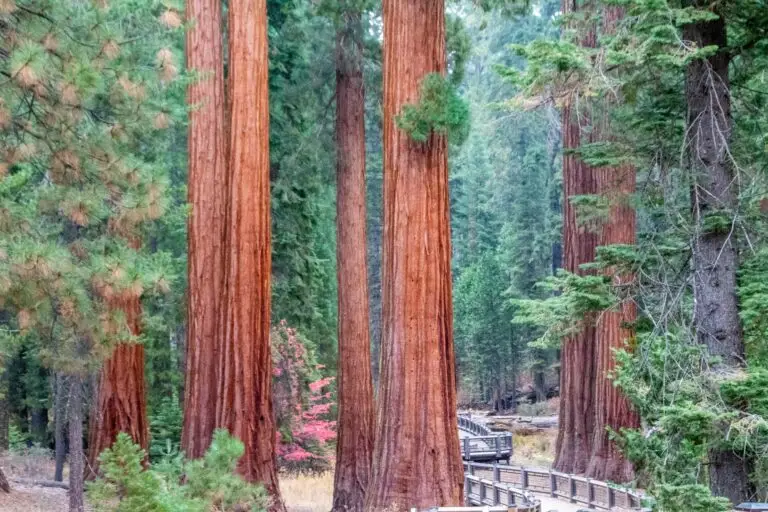 mariposa-grove-redwoods