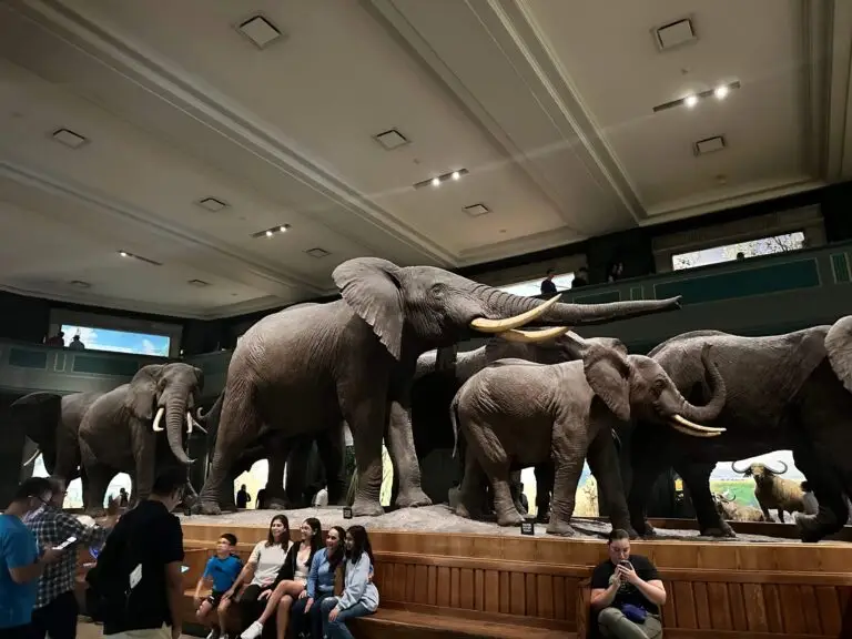 There are many life-size animal exhibits at the Museum of Natural History