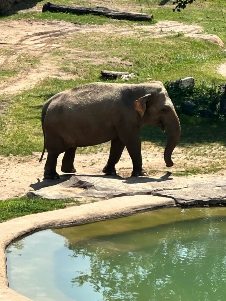 Elephants at the National Zoo