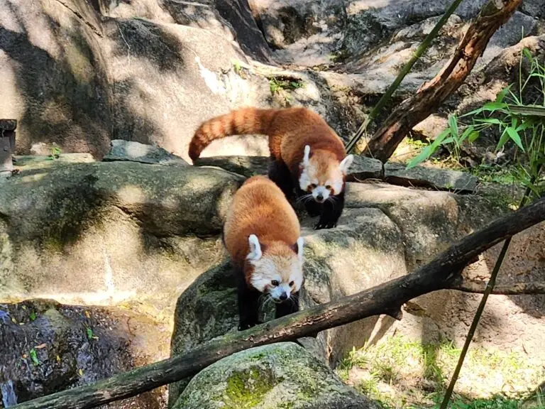 national-zoo-red-pandas