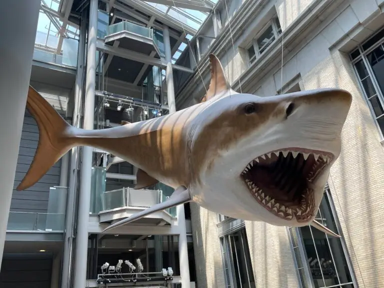 There are lots of life-size stuffed and replicated animals at the Museum of Natural History