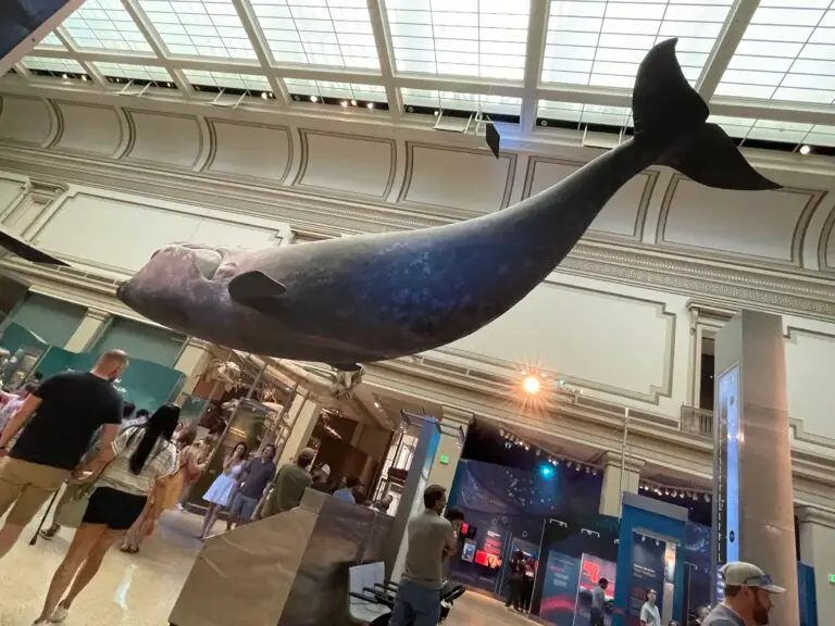 Ocean Hall at the Museum of Natural History