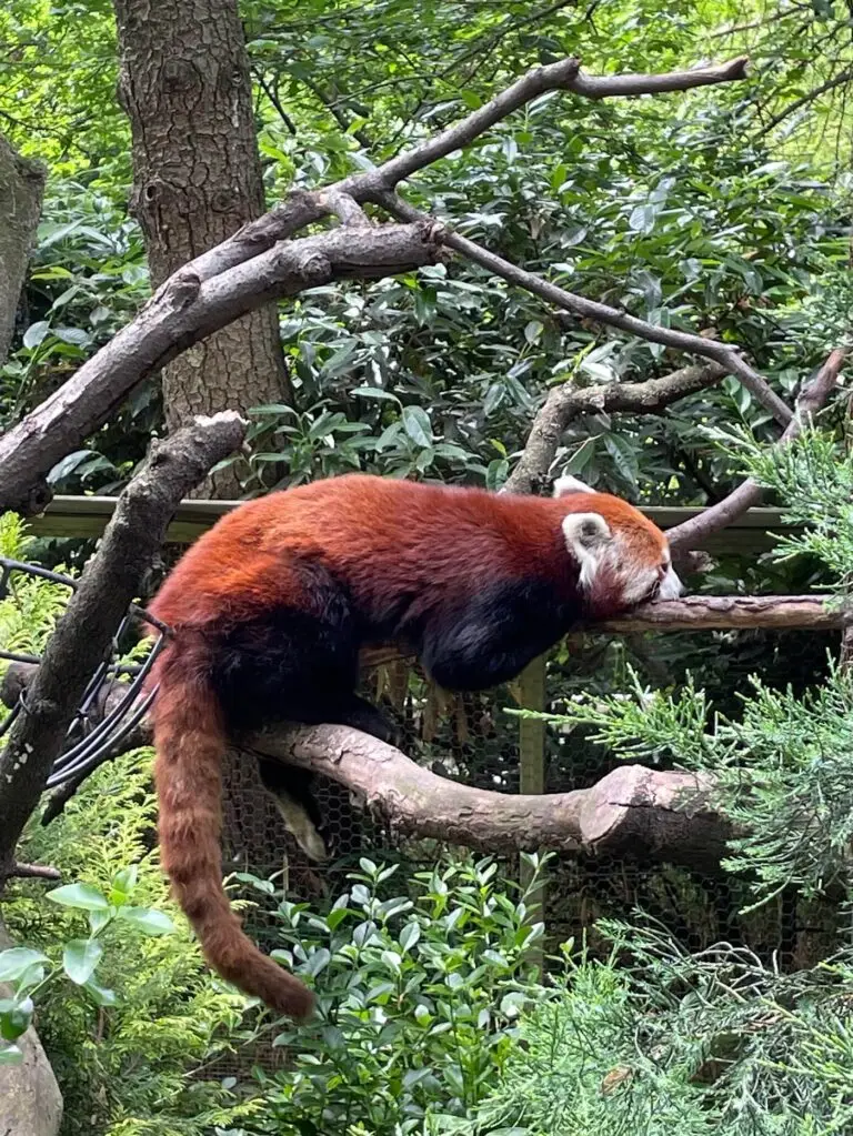 Red pandas at the Central Park Zoo
