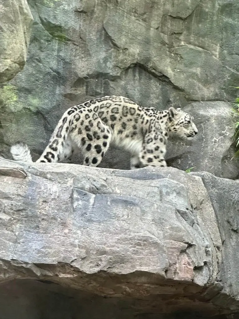 Snow leopard at the Central Park Zoo