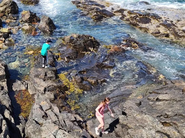 exploring-tide-pools