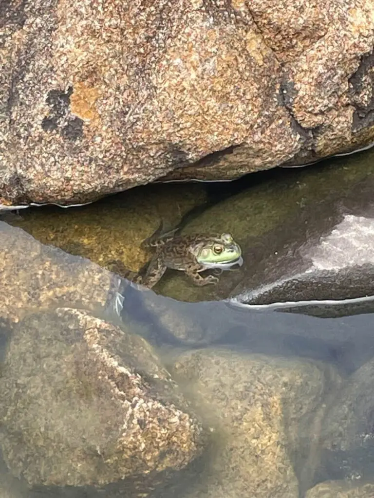 Finding wildlife in Jordan Pond