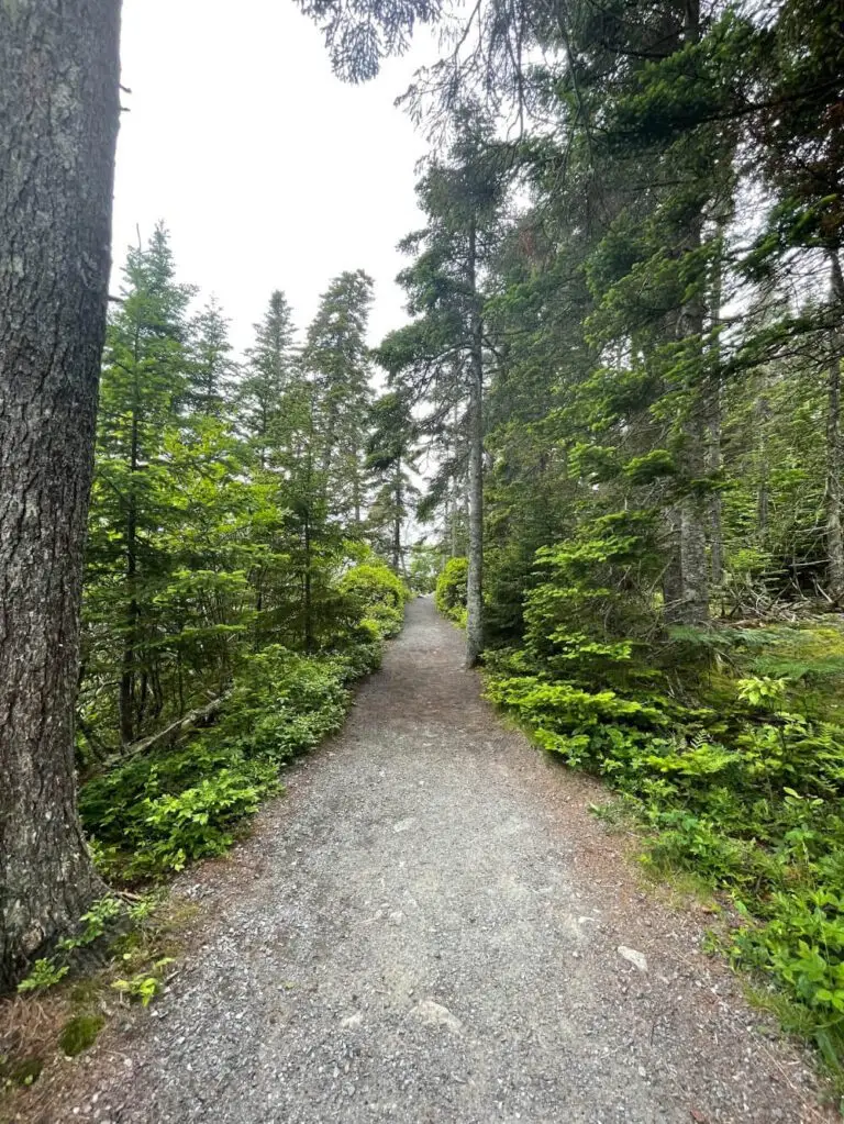 Ship Harbor trail through a pine forrest.