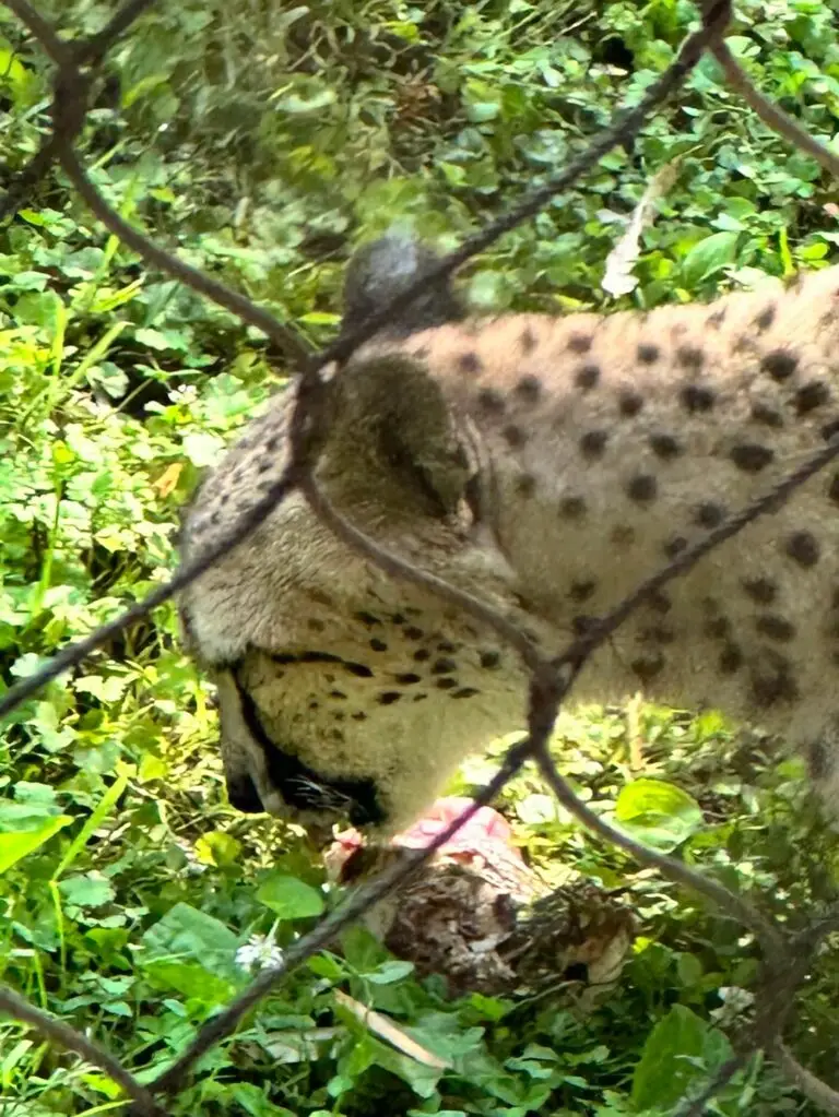 Cheetah at the National Zoo