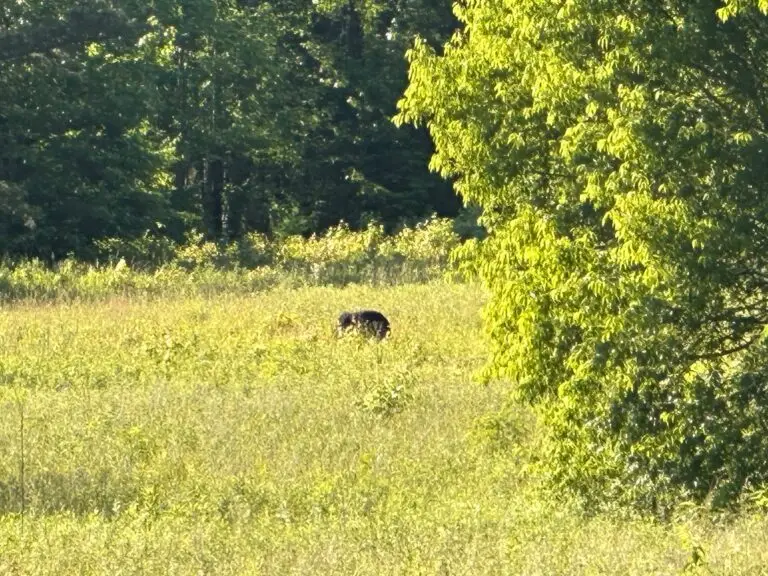 Look for bears! There are many that call Cades Cove home.