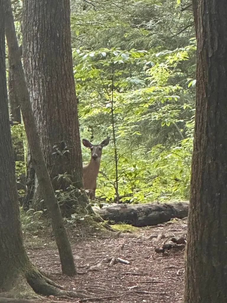 Lots of deer live in Cades Cove!