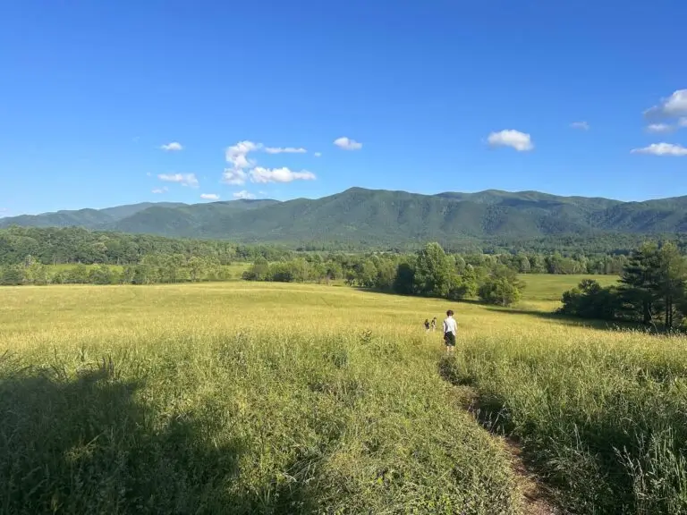 cades-cove-field