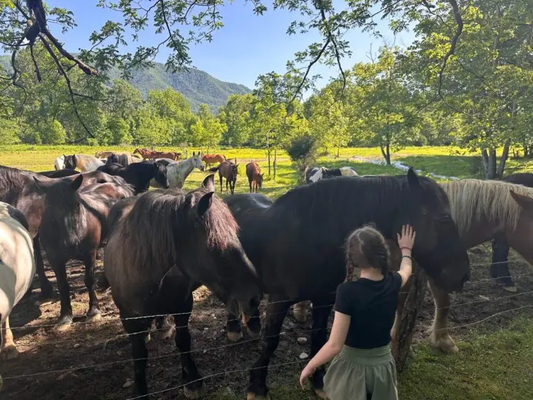 cades-cove-horses
