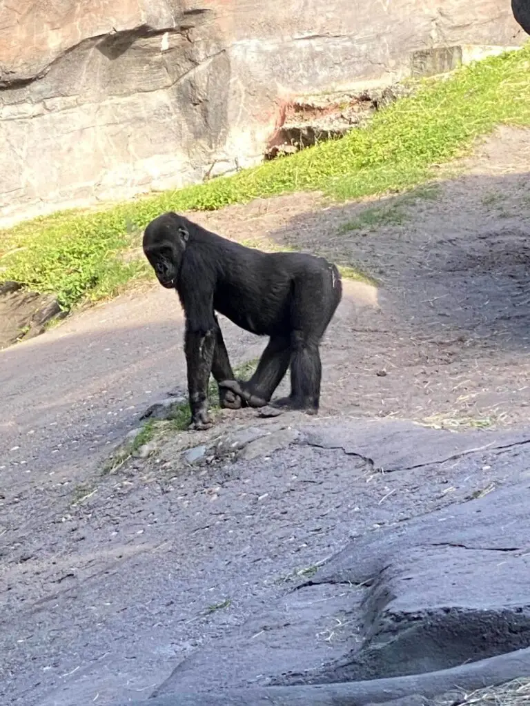 Gorillas on the Gorilla Falls Trail