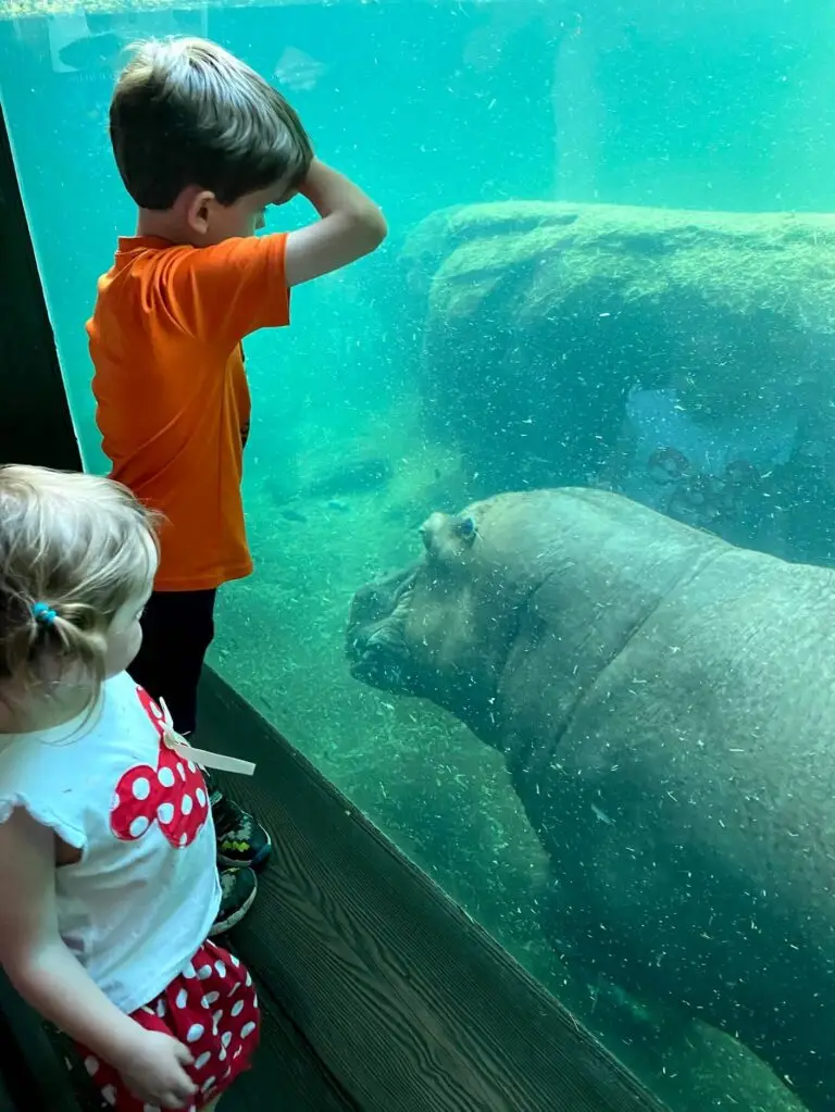 Hippos on the Gorilla Falls Trail