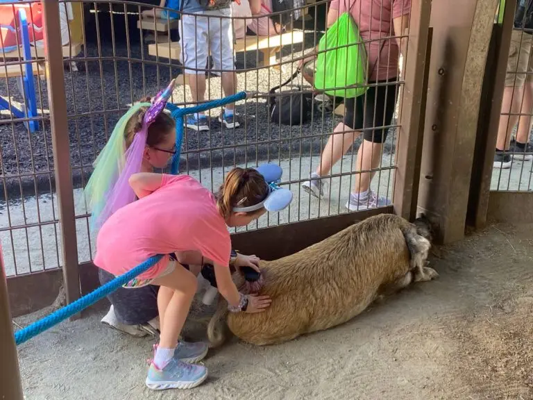 Petting animals at Rafiki's Planet Watch