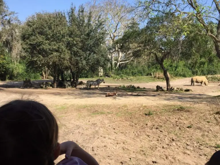 Seeing animals on Kilamanjaro Safari