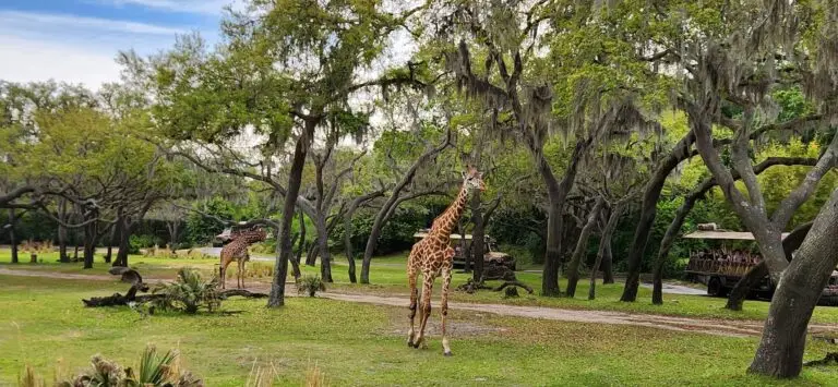 Seeing animals on Kilamanjaro Safari