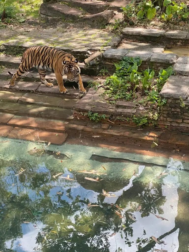 Tigers on the Maharaja Jungle Trek