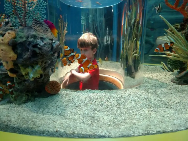 The Aquarium has a lof of kid-friendly features.