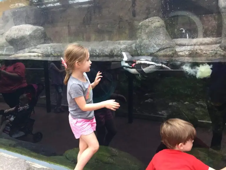 We love the playful penguins!