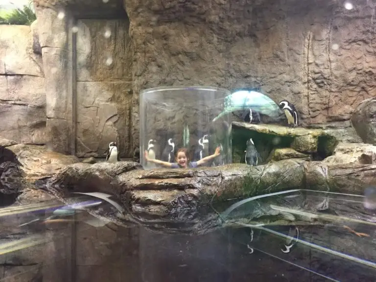 See African Penguins up close!