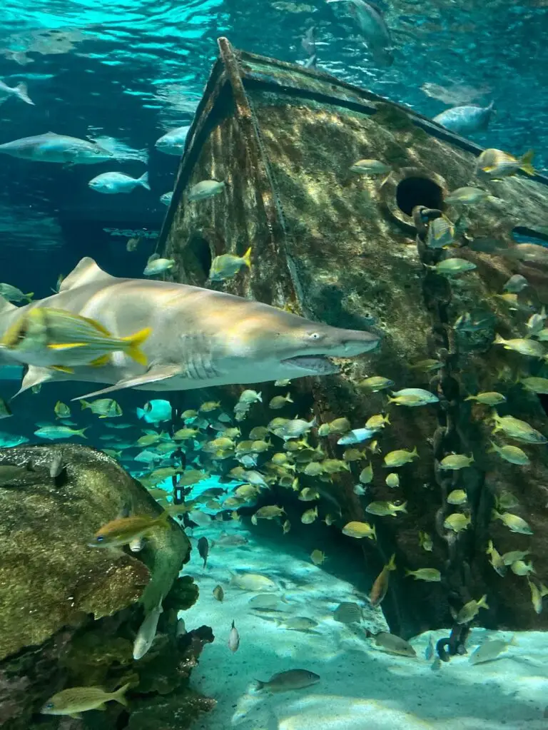 Aquarium-shark