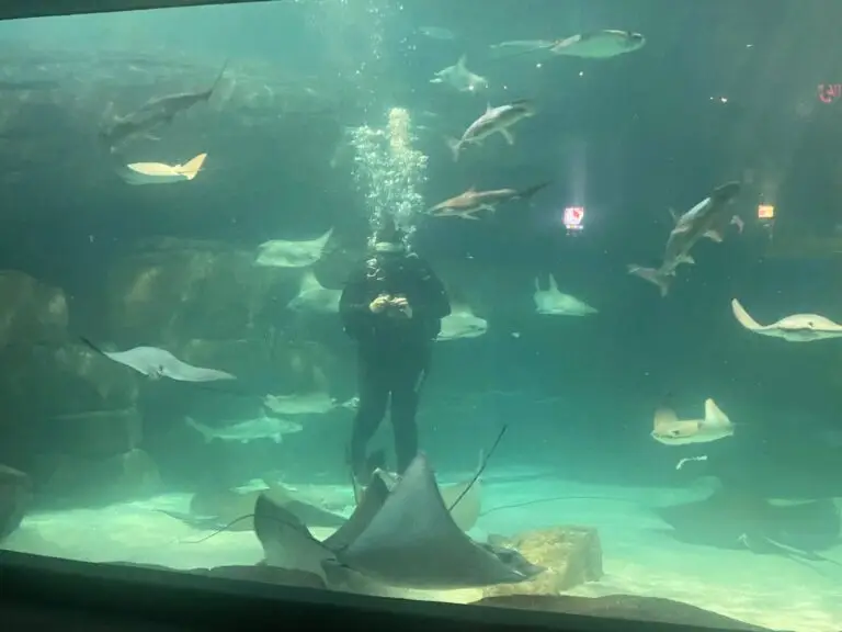 Watch divers feed rays and sharks
