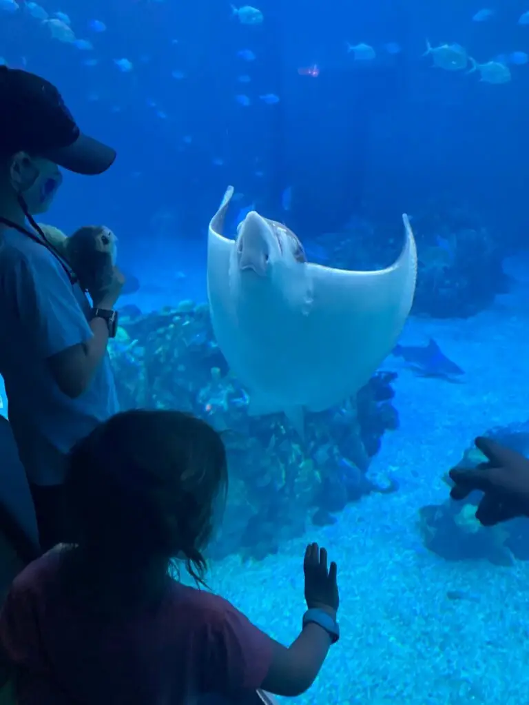 Don't miss the aquarium in the Seas pavilion!
