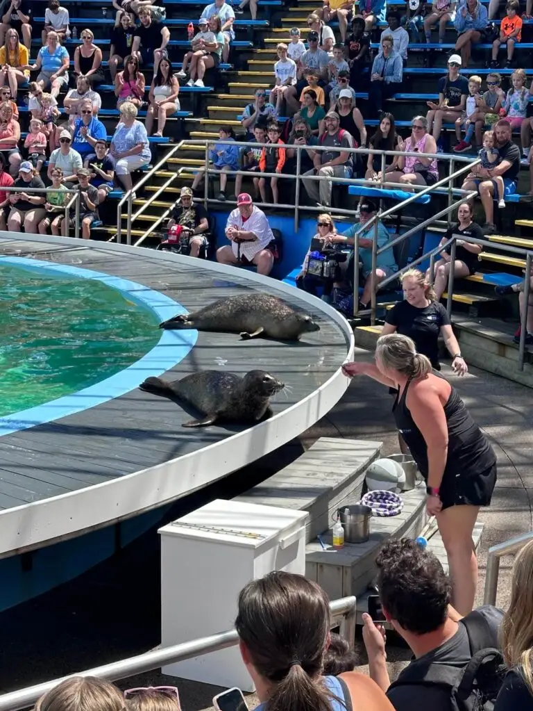 Seal Show