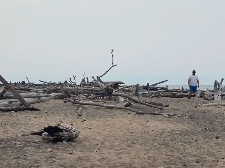 Driftwood at Whitefish Point