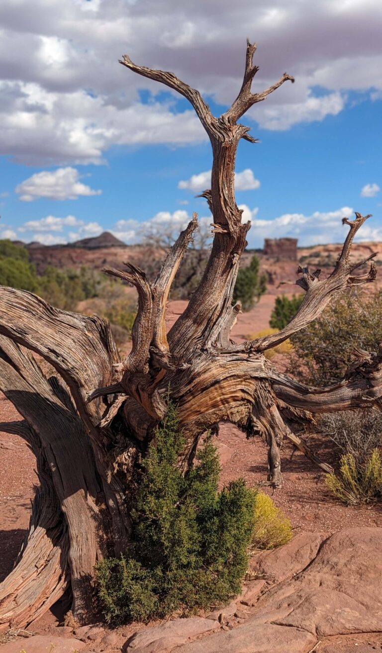 Dead tree in Canyonlands National Park