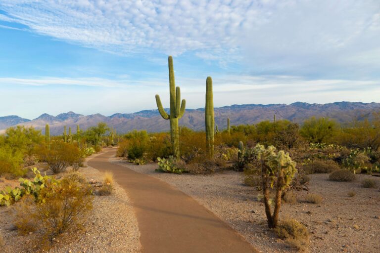 Saguaro National Park (photo by Christoph Von Gellhorn because on our trip we ran into a sandstorm and didn't reach the park during daylight)