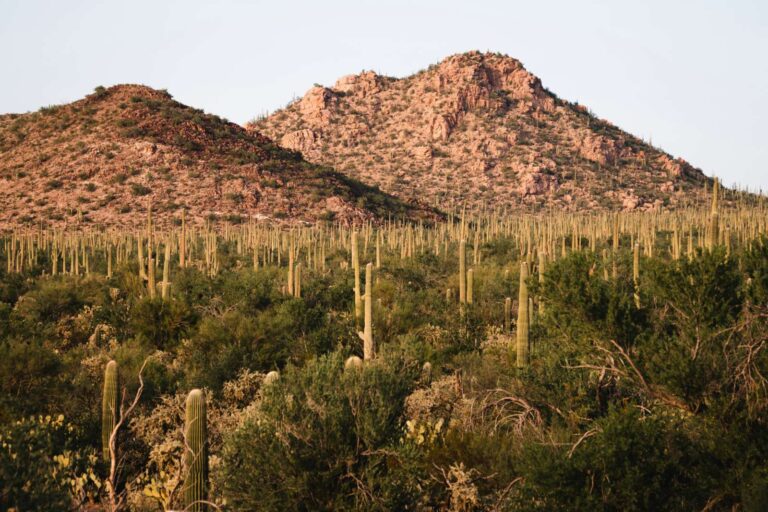 Saguaro National Park (photo by Jacob Diehl because on our trip we ran into a sandstorm and didn't reach the park during daylight)